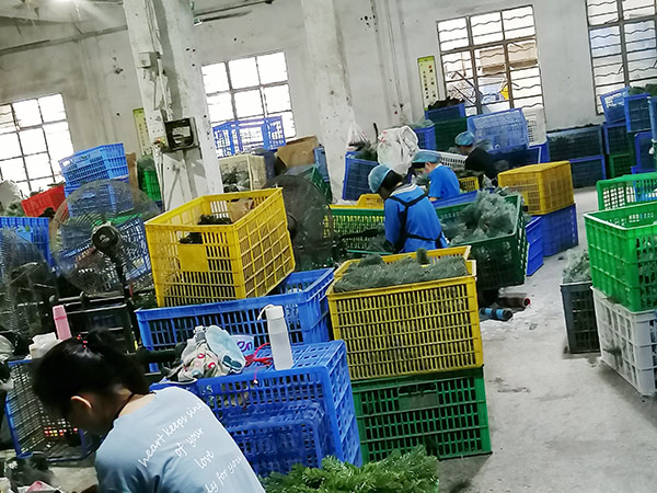 圣誕樹(shù)生產(chǎn)車(chē)間